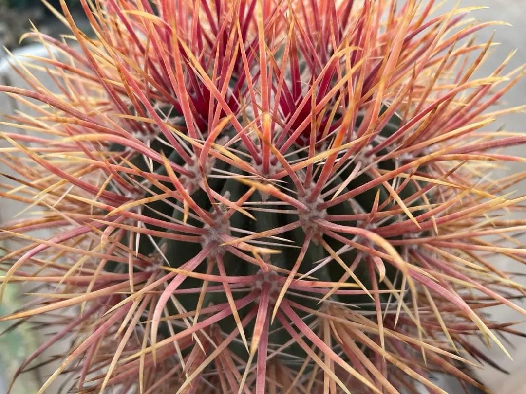 サボテン フェロカクタス 貴重 赤棘金冠竜 ハイブリッド 古株 巨大株
