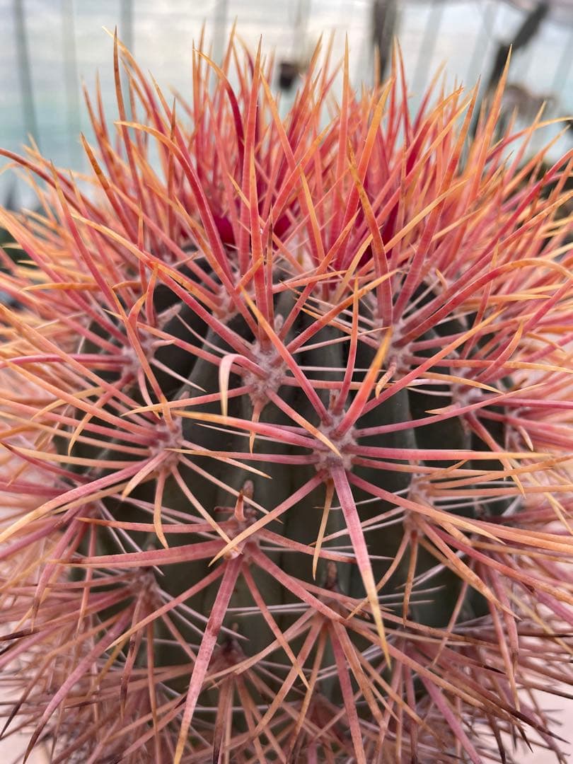 サボテン フェロカクタス 貴重 赤棘金冠竜 ハイブリッド 古株 巨大株