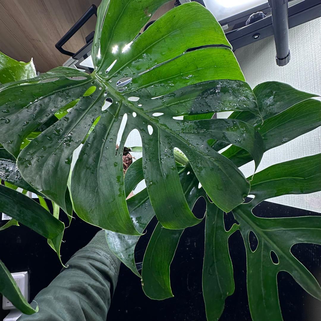 ビ*ん様 モンステラデリシオーサマクロコズム超希少系統鉢植え5→㎝