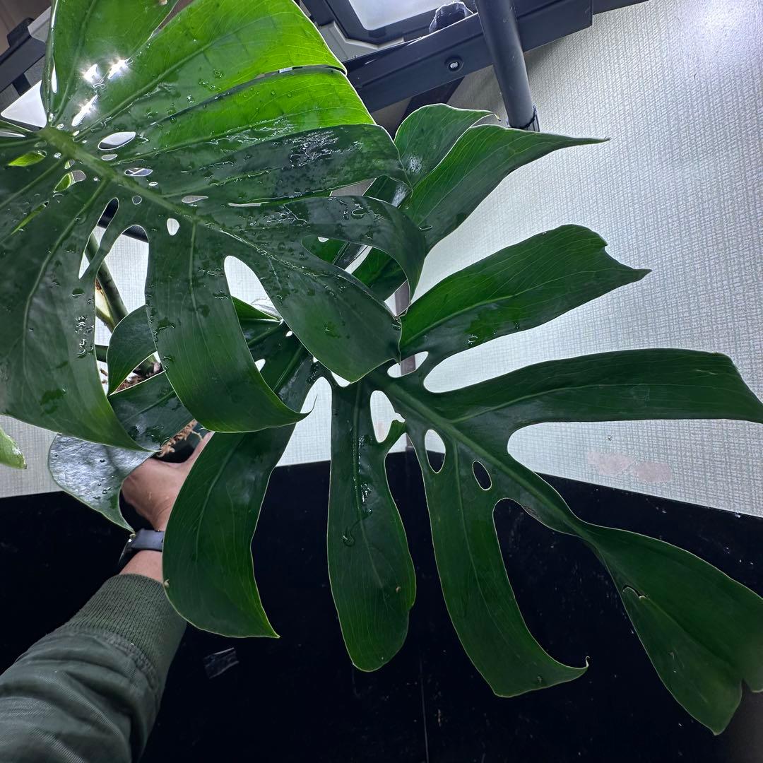 ビ*ん様 モンステラデリシオーサマクロコズム超希少系統鉢植え5→㎝