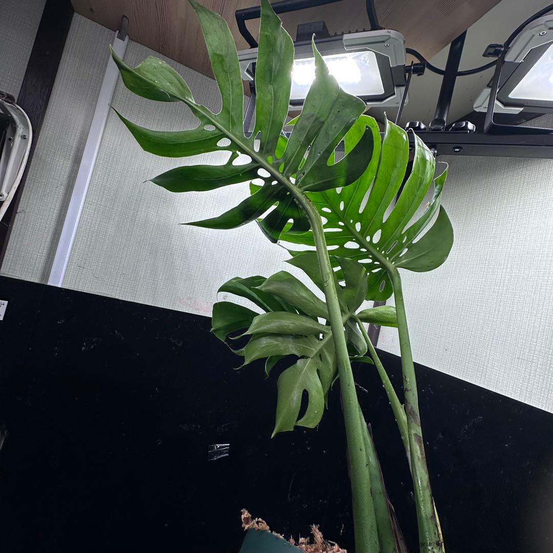 ビ*ん様 モンステラデリシオーサマクロコズム超希少系統鉢植え5→㎝