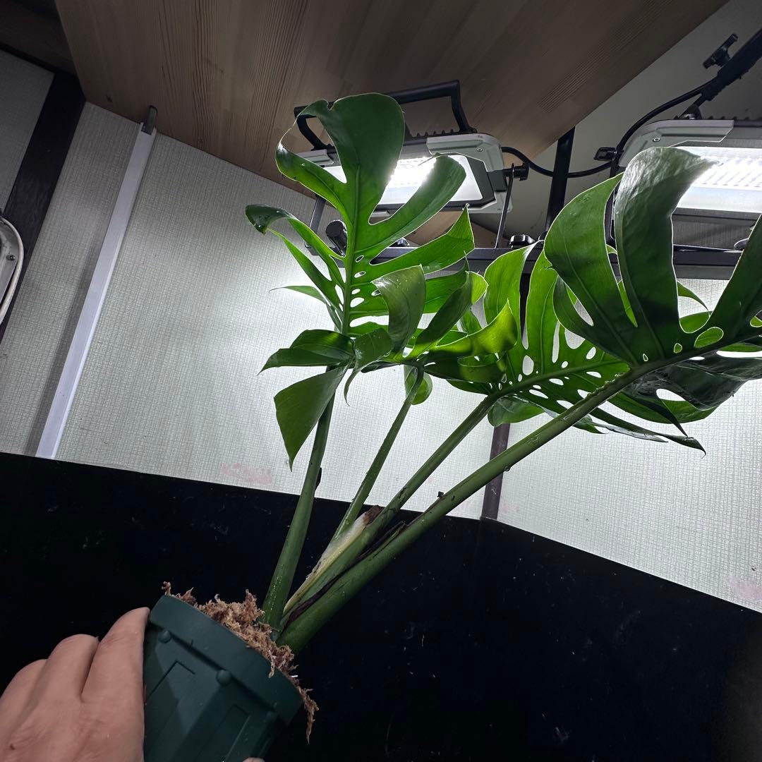 ビ*ん様 モンステラデリシオーサマクロコズム超希少系統鉢植え5→㎝