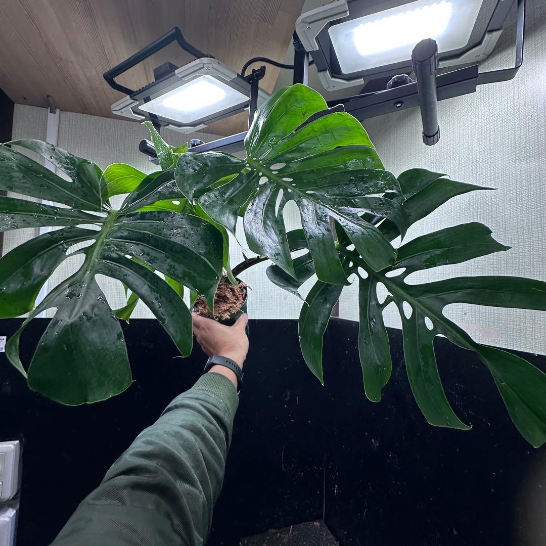 ビ*ん様 モンステラデリシオーサマクロコズム超希少系統鉢植え5→㎝