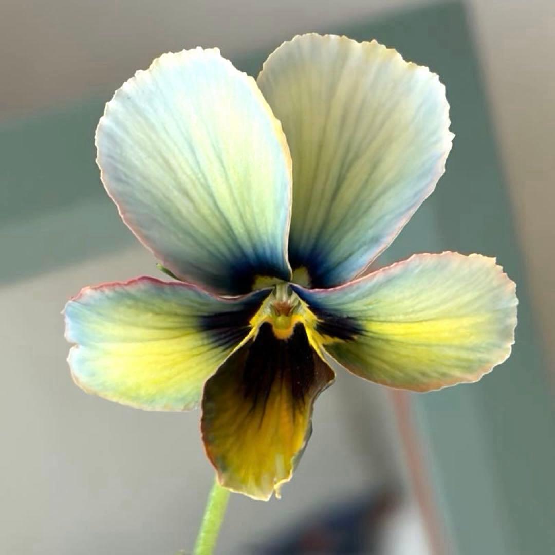 神戸べっぴんさん ビオラ 幻夢 滲みブルーグリーン系《12/13》 - メルカリ