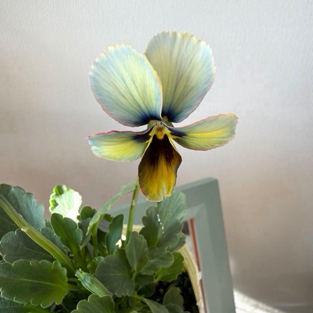 神戸べっぴんさん ビオラ 幻夢 滲みブルーグリーン系《12/13》 - メルカリ