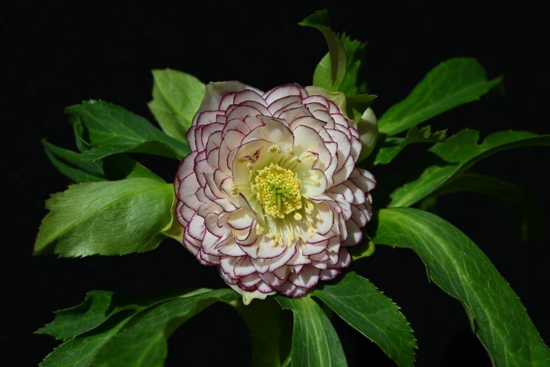 クリスマスローズ　超1級品 認定アフロディーテプリマヴェーラタイプ　加藤農園