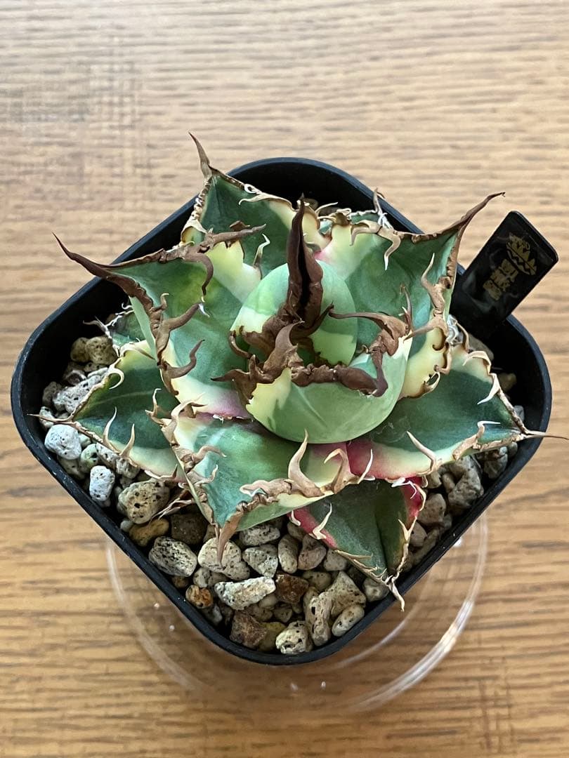 s*i様 【初売りオークション】114 選抜　アガベ　シーザー錦　白覆輪　TC