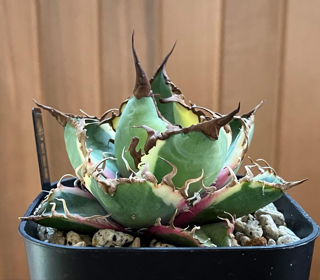 s*i様 【初売りオークション】114 選抜　アガベ　シーザー錦　白覆輪　TC