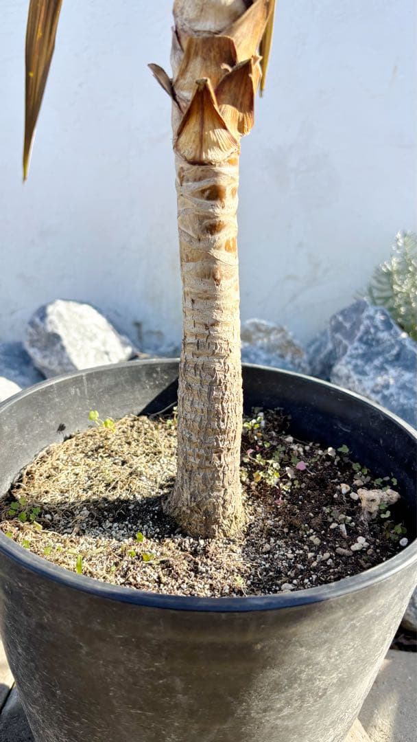 超大株！コルジリネ コーヒークラシック1.5M(鉢底から)期間限定セール