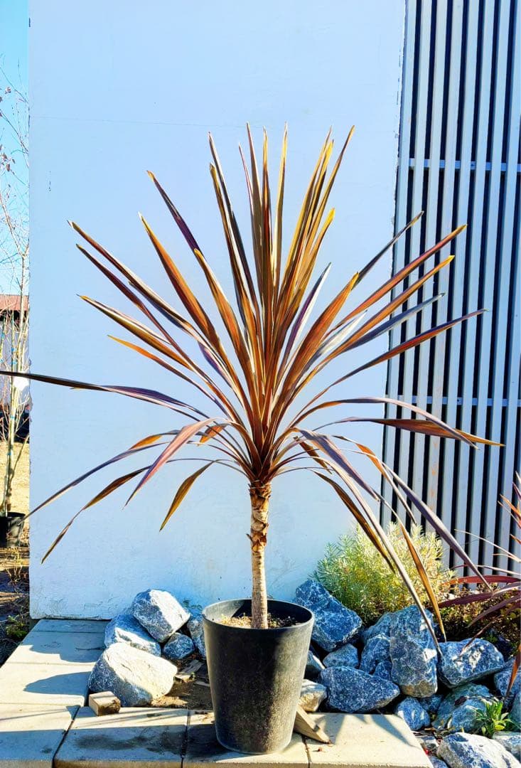 超大株！コルジリネ コーヒークラシック1.5M(鉢底から)期間限定セール