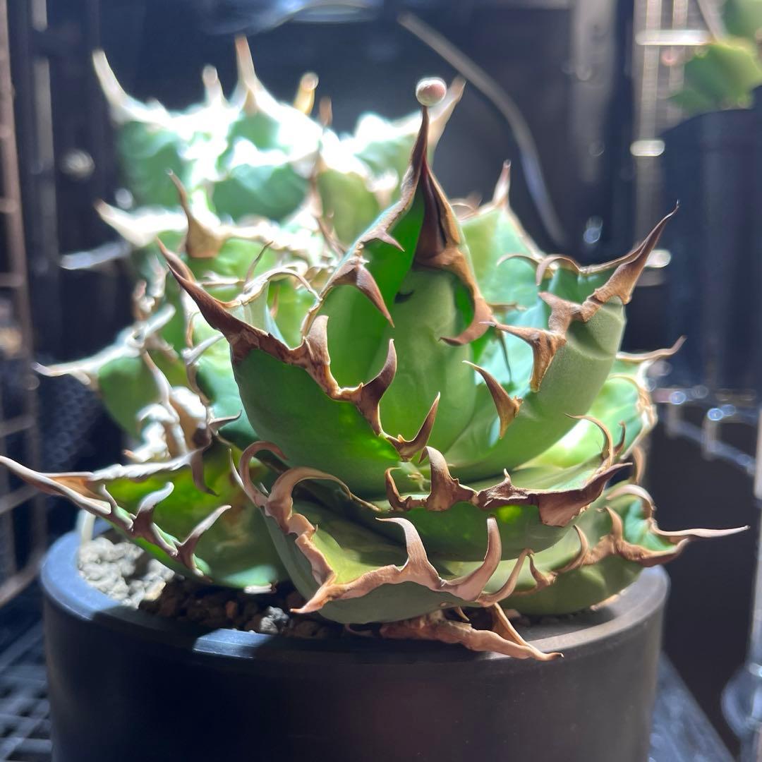 アガベ　シーザー　ダブルヘッド