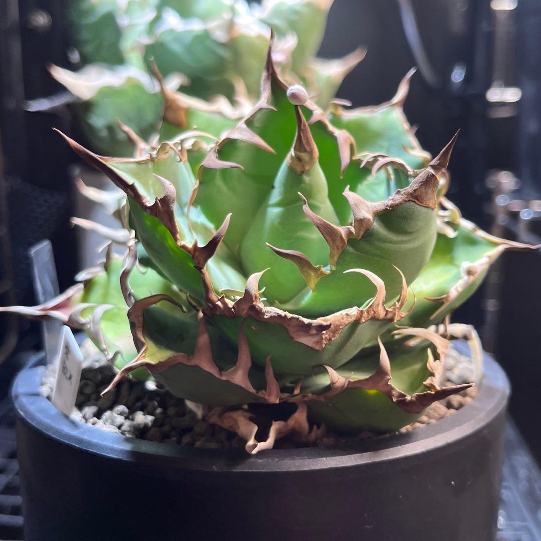 アガベ　シーザー　ダブルヘッド