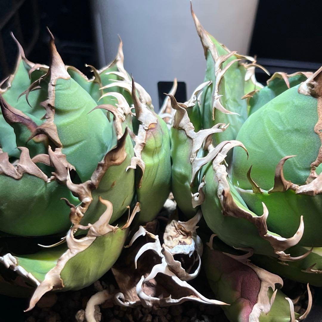 アガベ　シーザー　ダブルヘッド