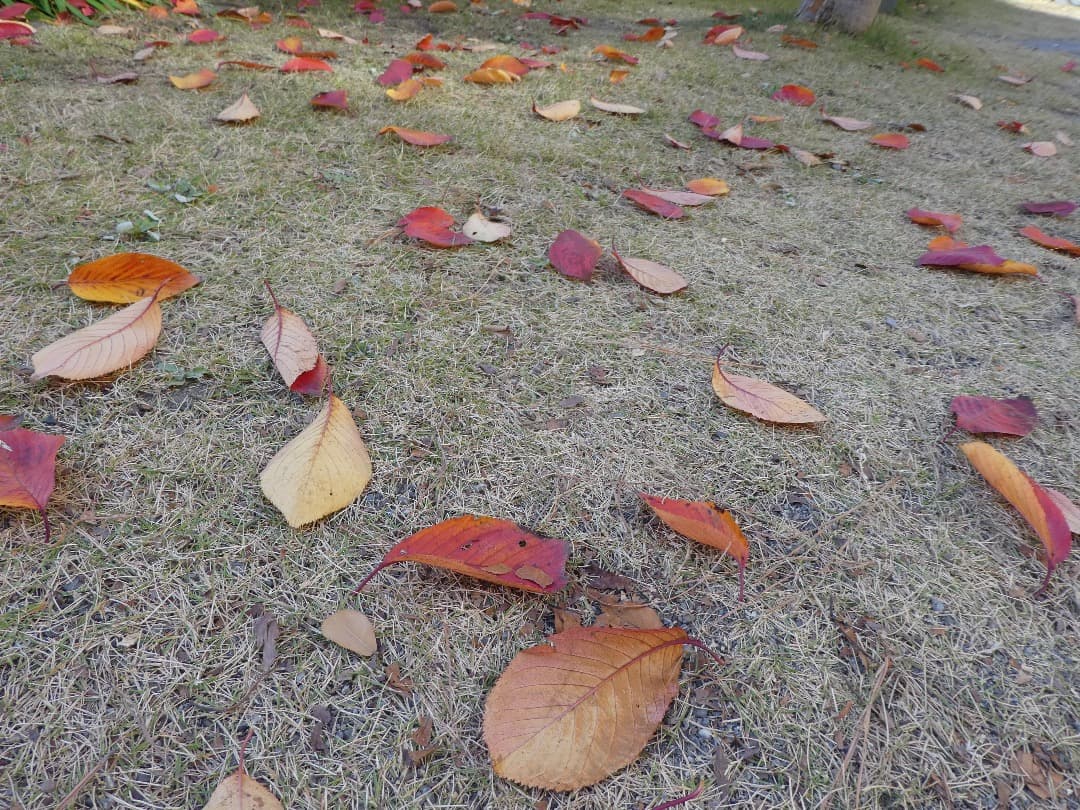 実写美⭕️【動作確認済】LUMIX DMC-TZ85　デジカメ　ブラック