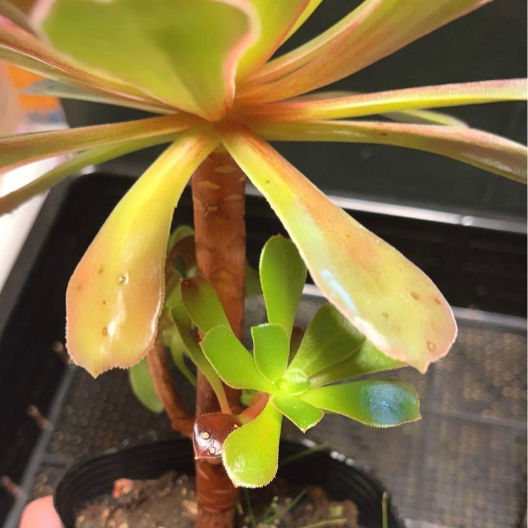 91#多肉植物アエオニウム錦❤️ 赤霞が飛ぶ ❤️1大頭2小頭21cm拔き苗