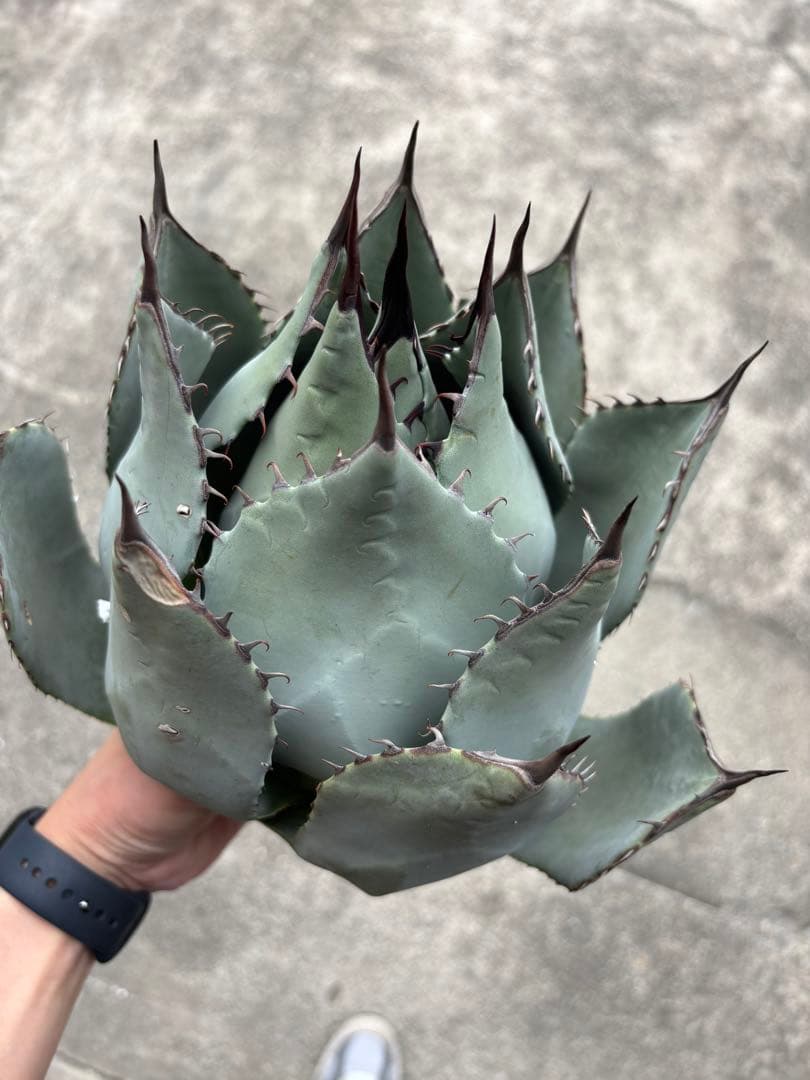 アガベ パリーハイブリッド 検索 吉祥天 リップルエフェクト オリザバ