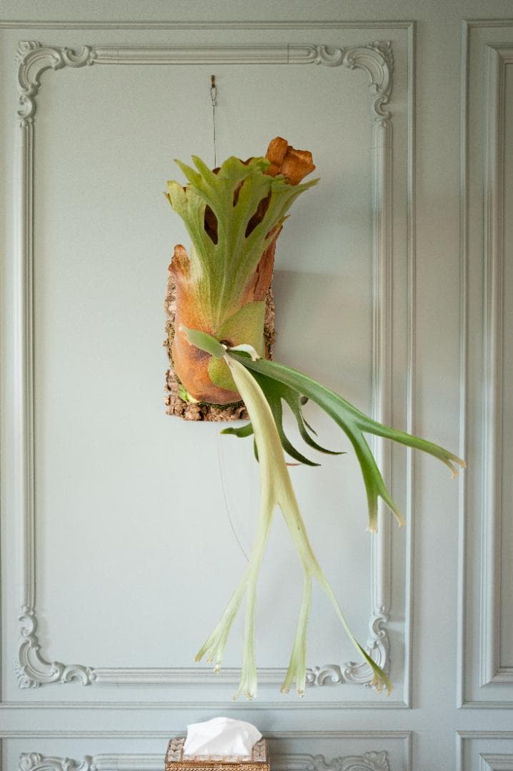 ビカクシダ 親株（子株付き）