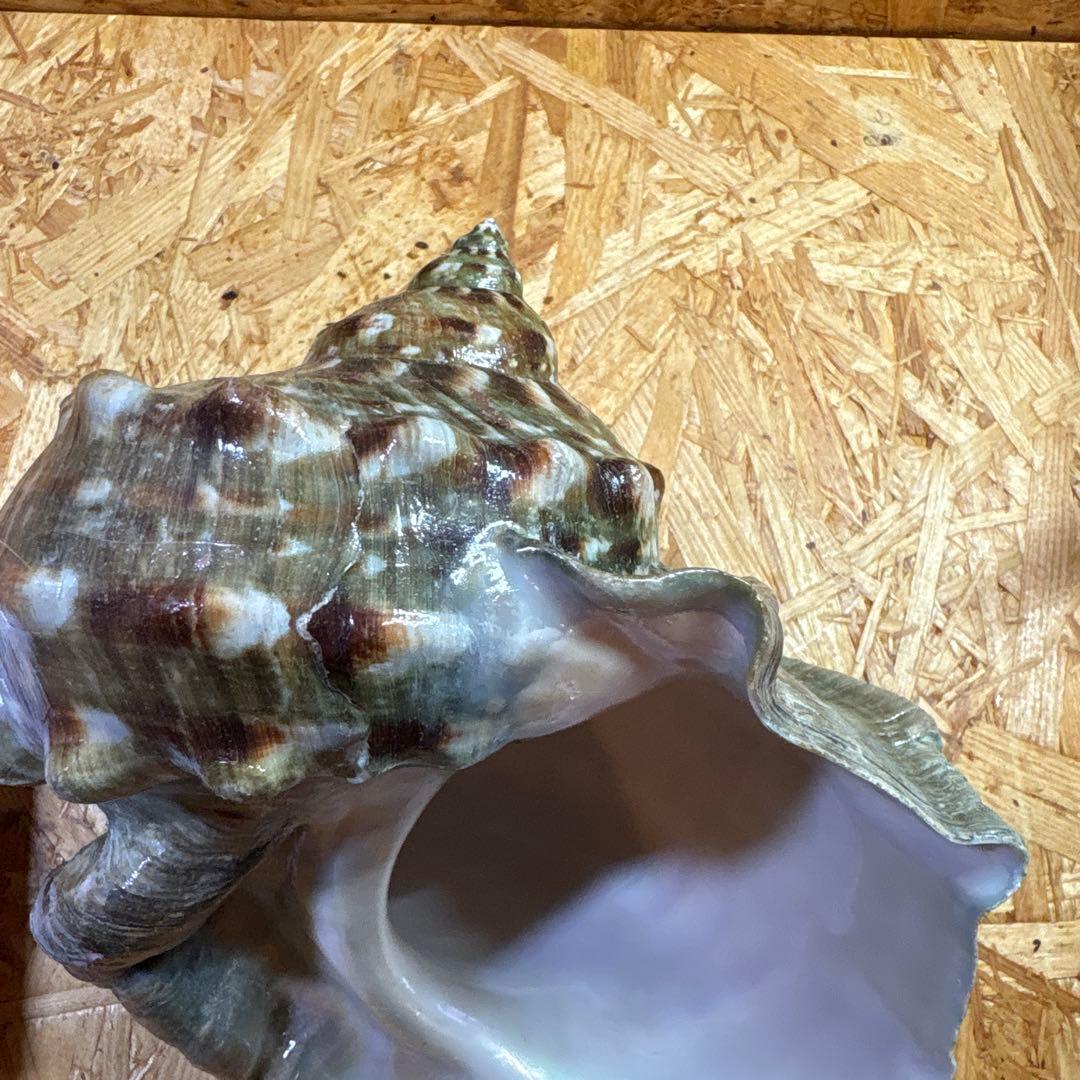 法螺貝40cm・夜光貝20cmセット【貝殻】