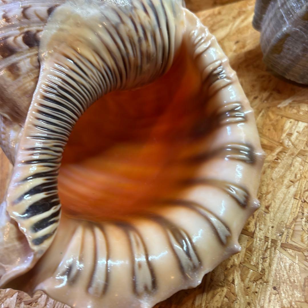 法螺貝40cm・夜光貝20cmセット【貝殻】