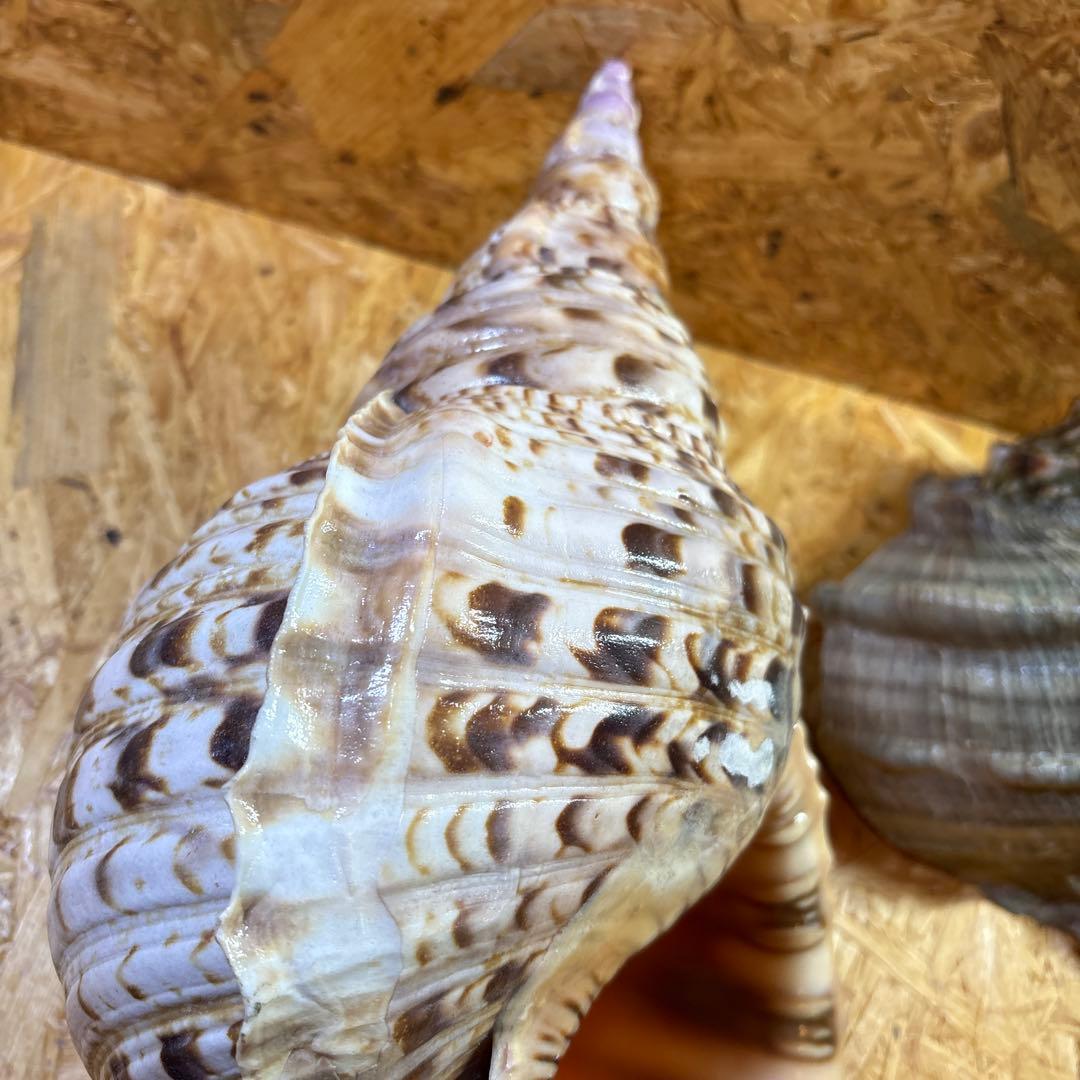 法螺貝40cm・夜光貝20cmセット【貝殻】