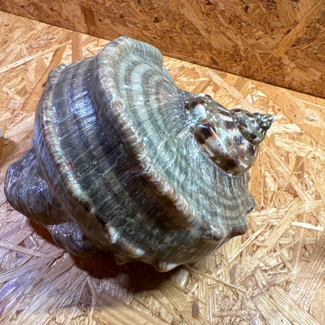 法螺貝40cm・夜光貝20cmセット【貝殻】