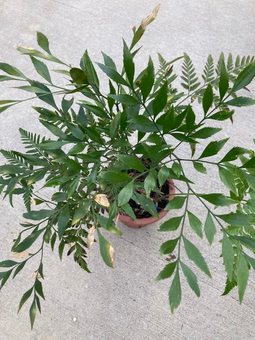 超レア　ボウェニア　セルラータ実生　シノブとの混合鉢　Bowenia サイカス