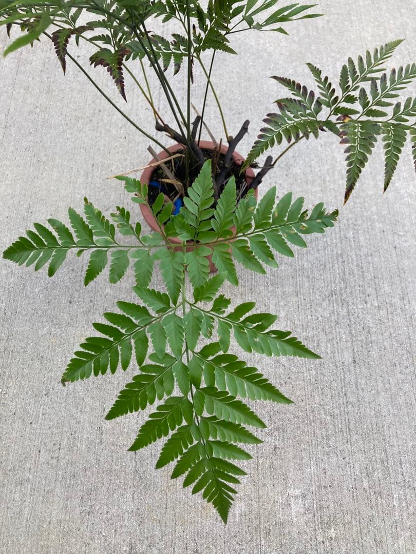 超レア　ボウェニア　セルラータ実生　シノブとの混合鉢　Bowenia サイカス