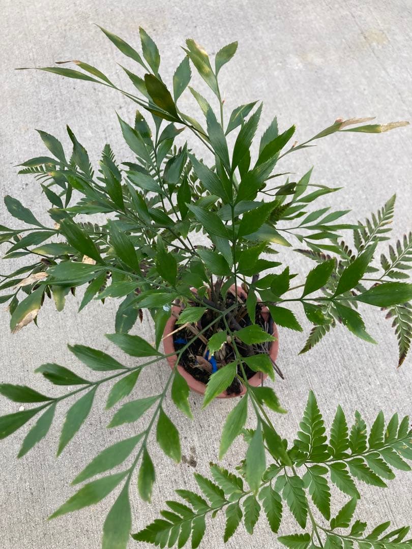 超レア　ボウェニア　セルラータ実生　シノブとの混合鉢　Bowenia サイカス