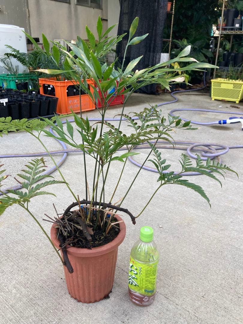 超レア　ボウェニア　セルラータ実生　シノブとの混合鉢　Bowenia サイカス