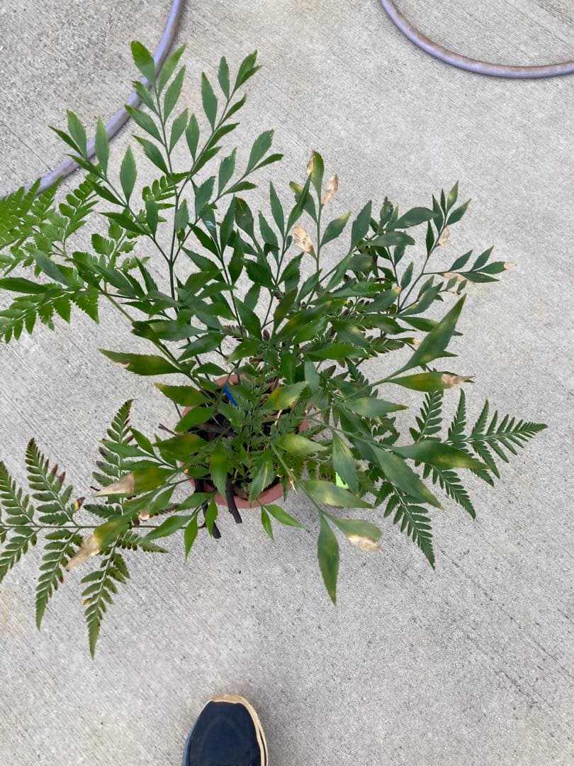 超レア　ボウェニア　セルラータ実生　シノブとの混合鉢　Bowenia サイカス