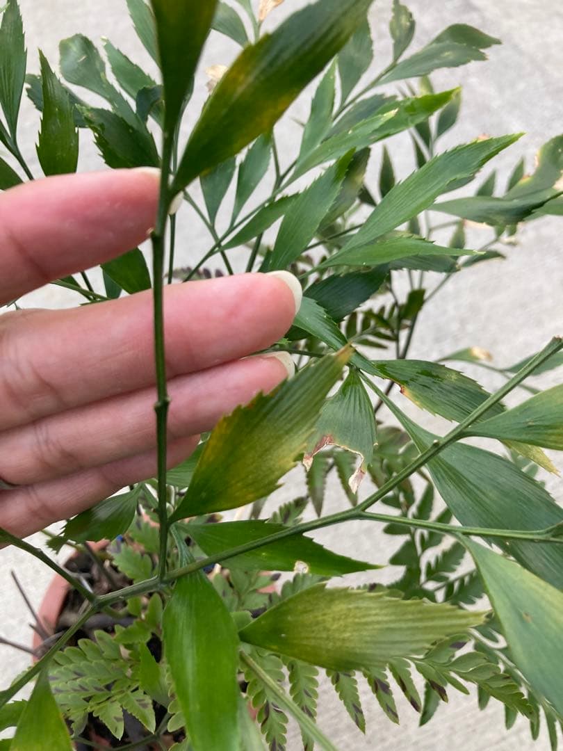 超レア　ボウェニア　セルラータ実生　シノブとの混合鉢　Bowenia サイカス