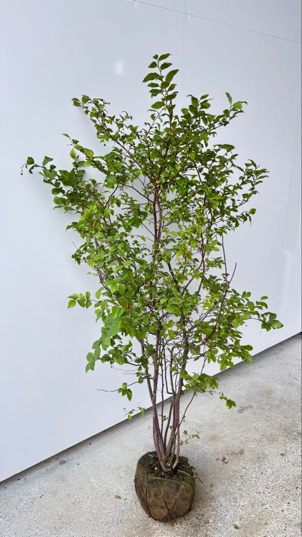 優雅で繊細な樹形 希少 ナツハゼ 株立 525 樹高1.3m位 良品 良株 夏櫨