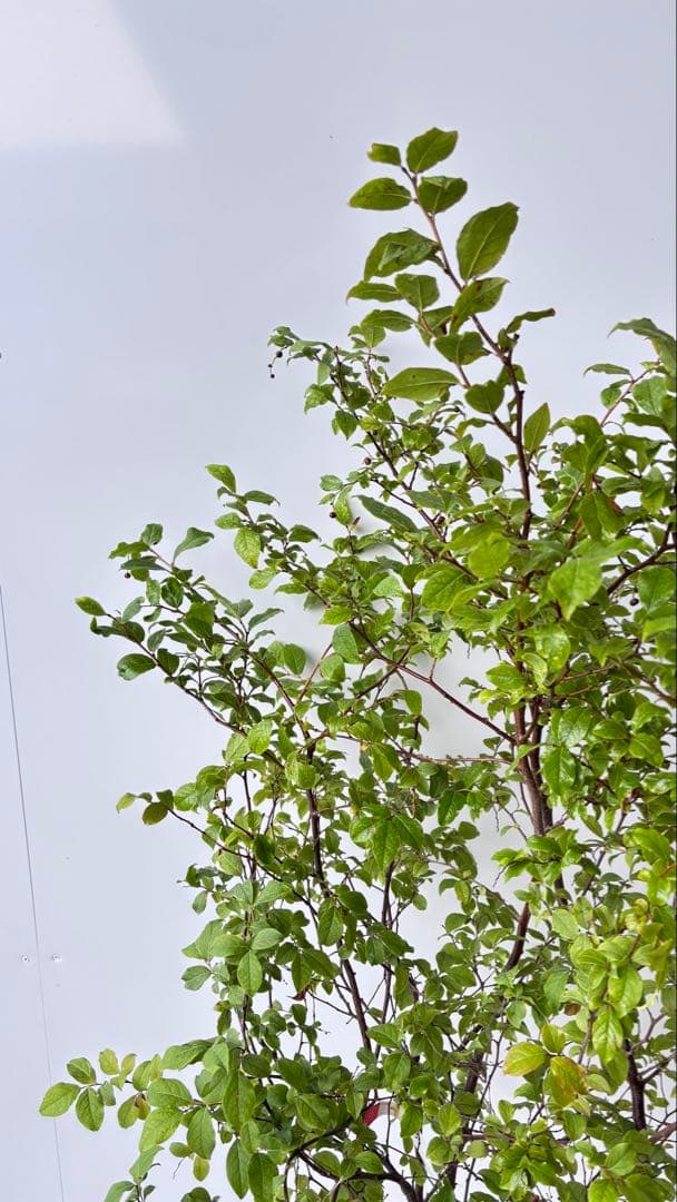 優雅で繊細な樹形 希少 ナツハゼ 株立 525 樹高1.3m位 良品 良株 夏櫨