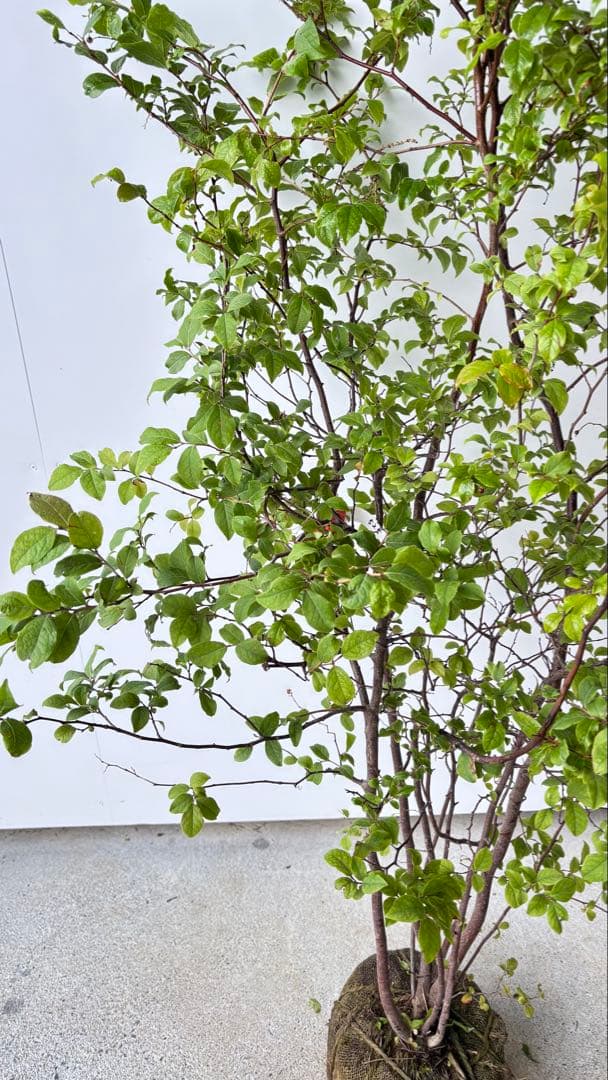 優雅で繊細な樹形 希少 ナツハゼ 株立 525 樹高1.3m位 良品 良株 夏櫨