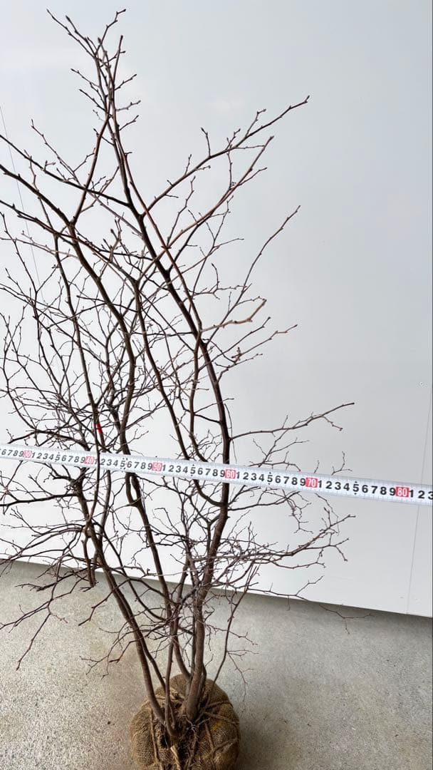 優雅で繊細な樹形 希少 ナツハゼ 株立 525 樹高1.3m位 良品 良株 夏櫨