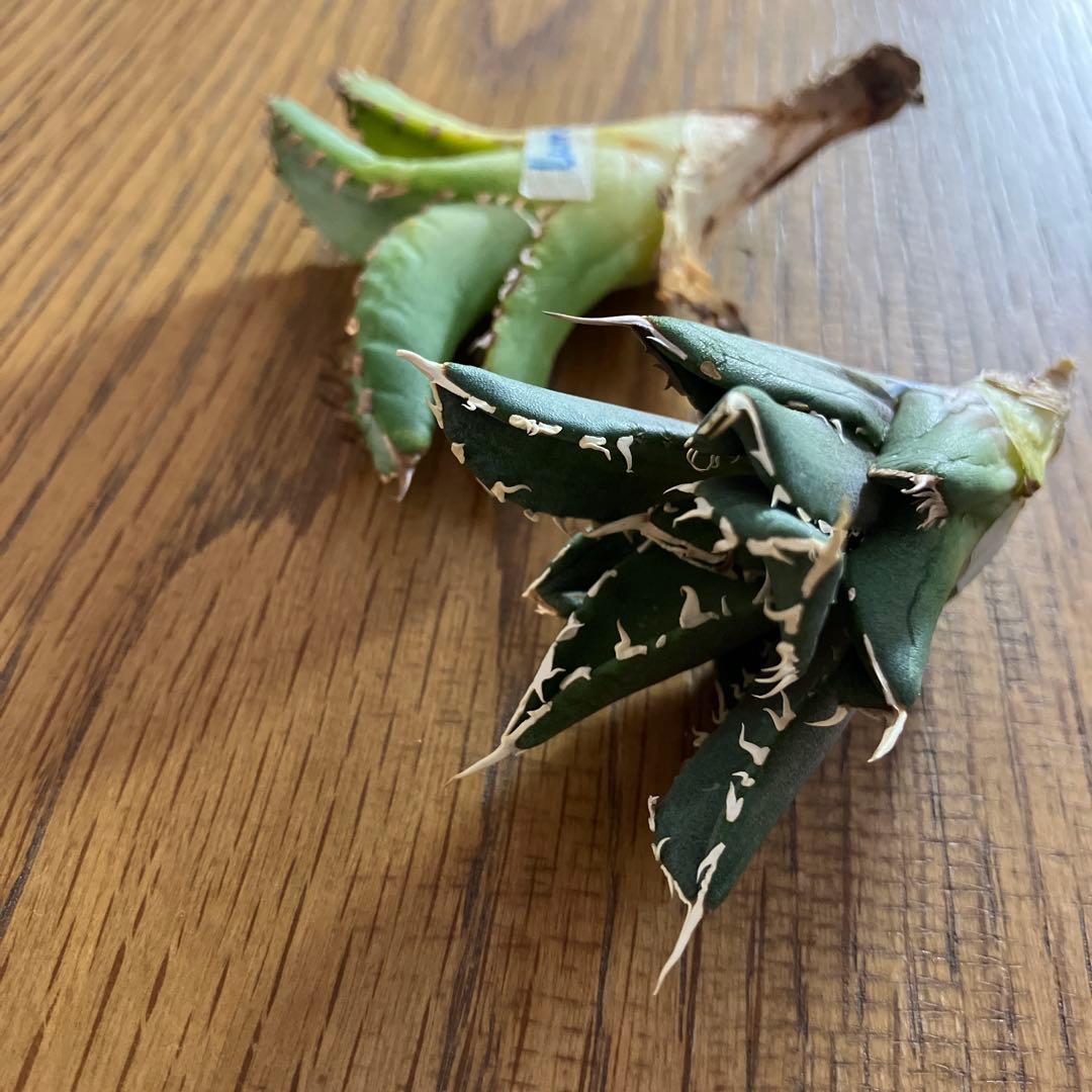 【初売りセット】44 REZA産　アガベ　ノヴァ　ルミナス　セ⑤