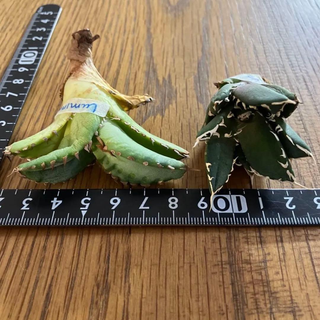 【初売りセット】44 REZA産　アガベ　ノヴァ　ルミナス　セ⑤