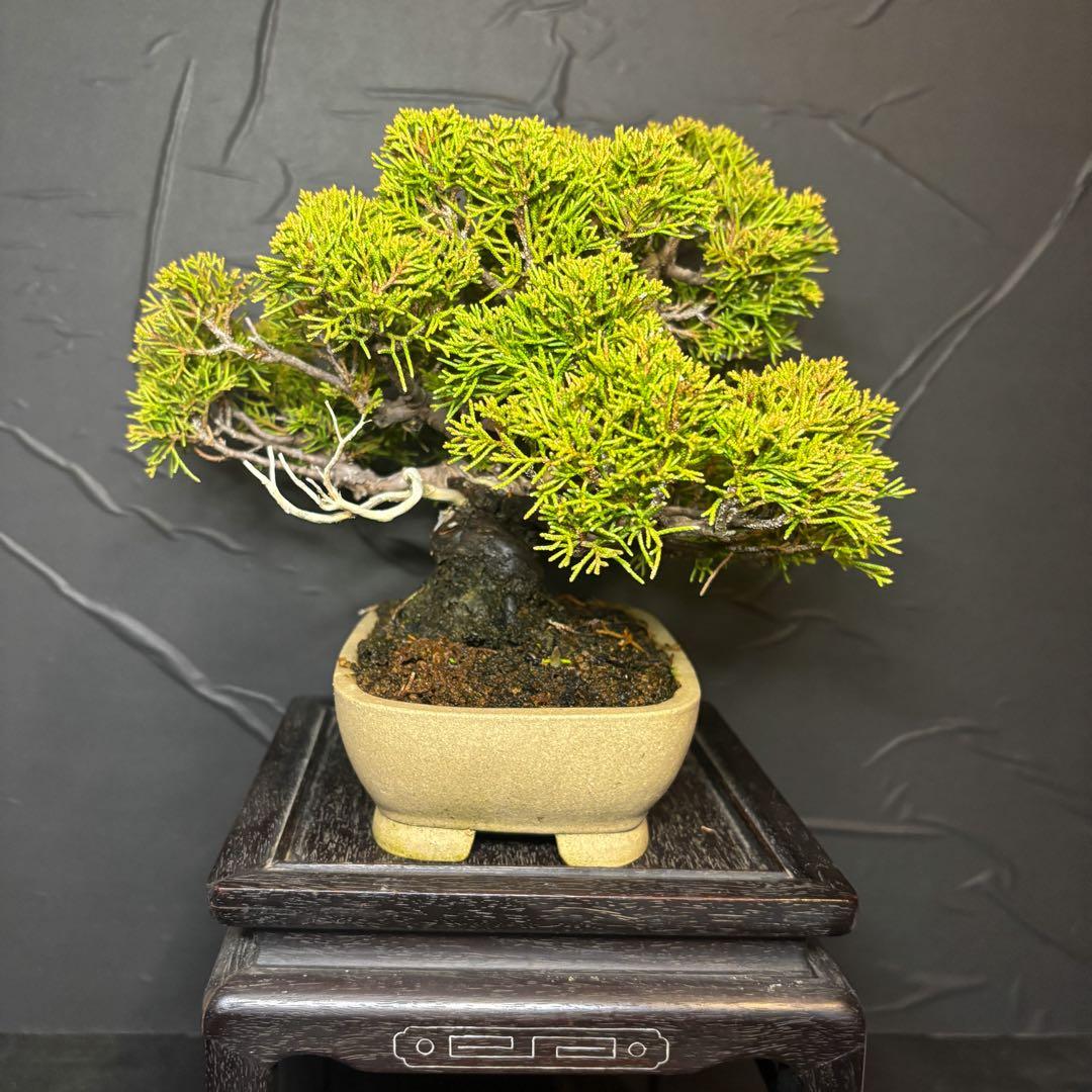 【根張り◎】真柏 小品盆栽