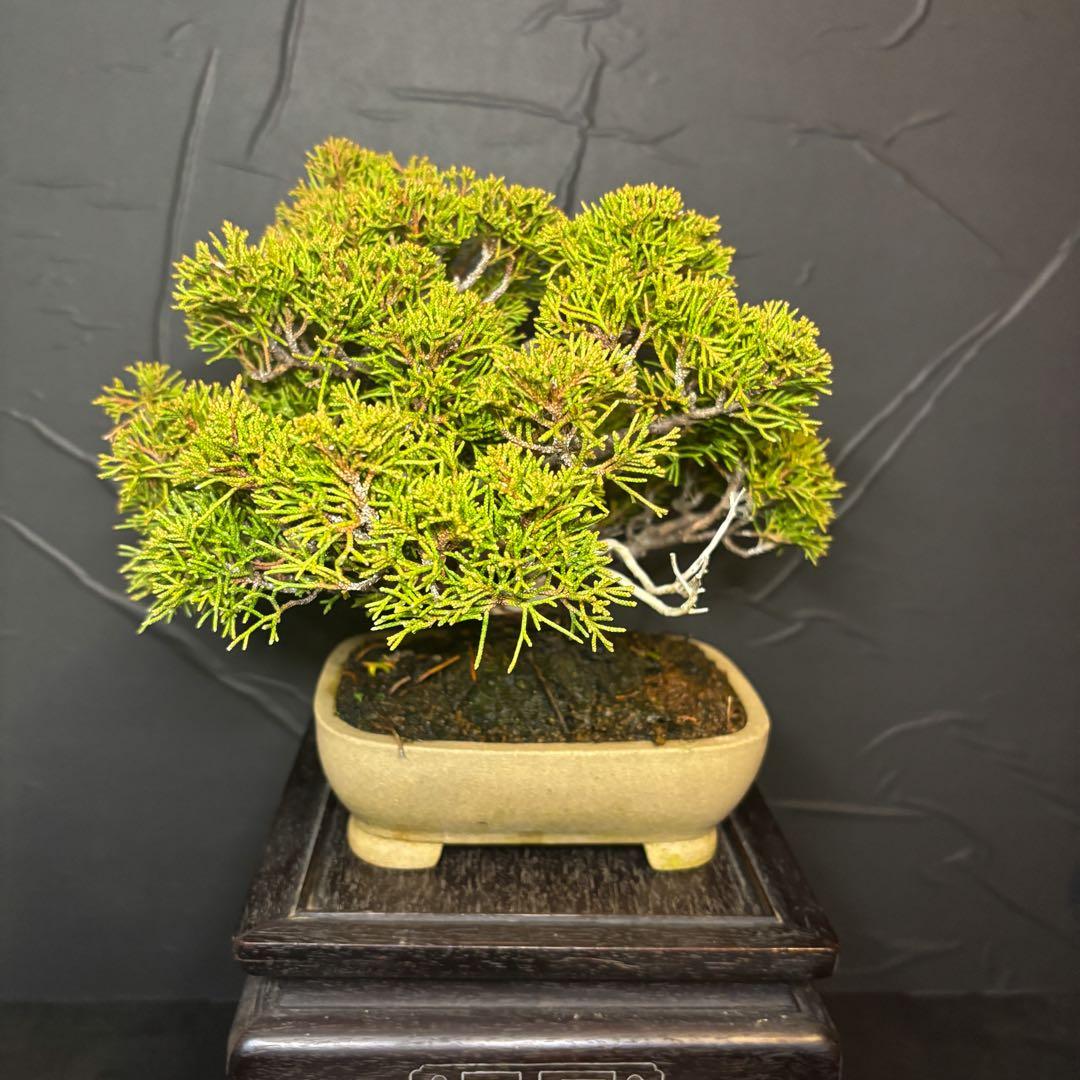 【根張り◎】真柏 小品盆栽