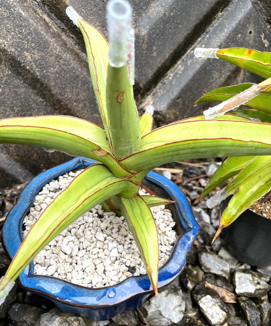 サンスベリア ラブラノス23251 ハイパー イエローワンダー 希少 - メルカリ