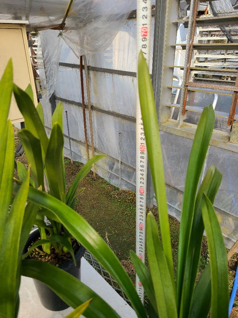 フォアゴットンフルーツ。花芽2個。5鉢セット。蜜蜂誘引蘭。日本蜜蜂。