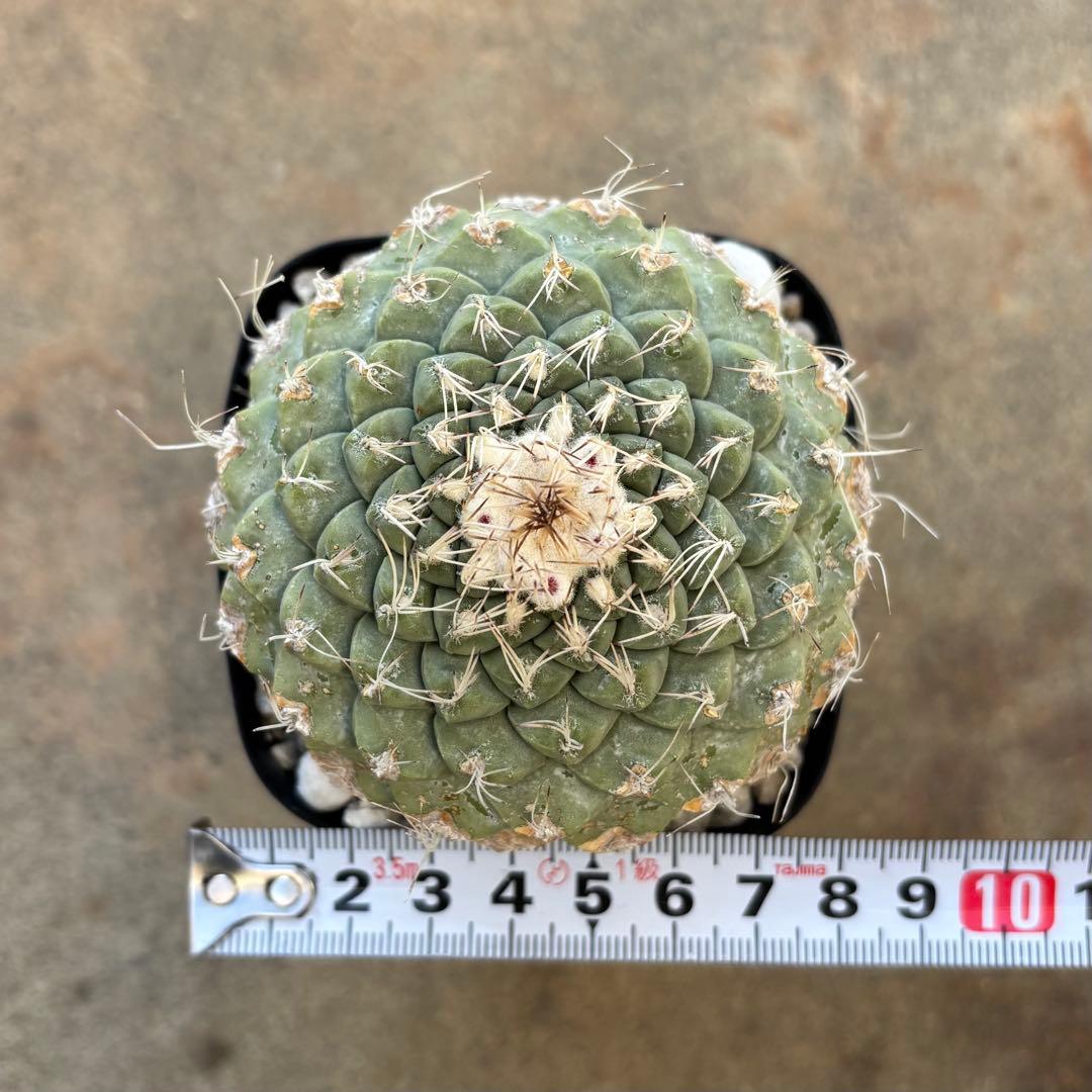 ストロンボカクタス 菊水 実生10年以上の古株