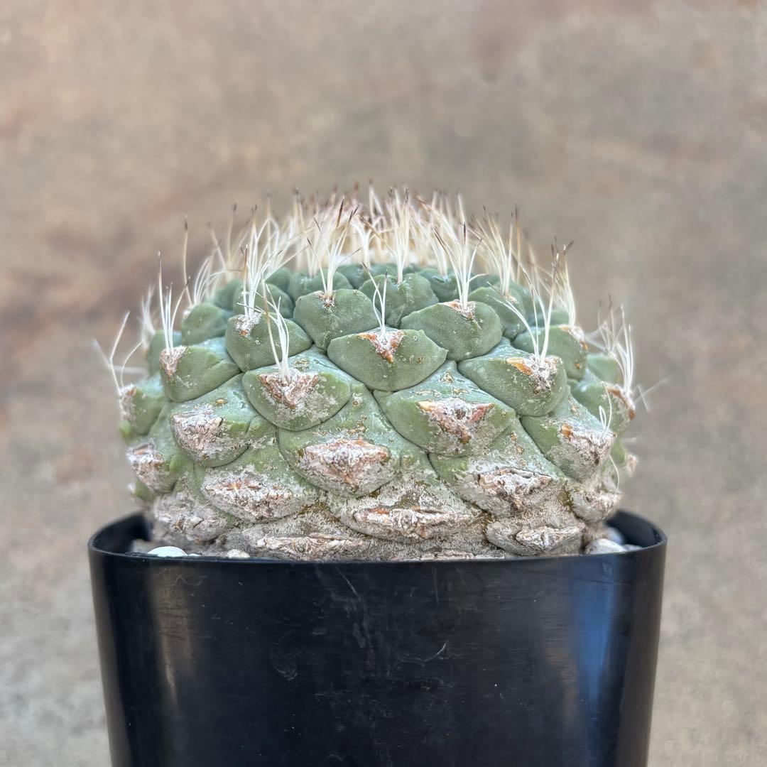 ストロンボカクタス 菊水 実生10年以上の古株