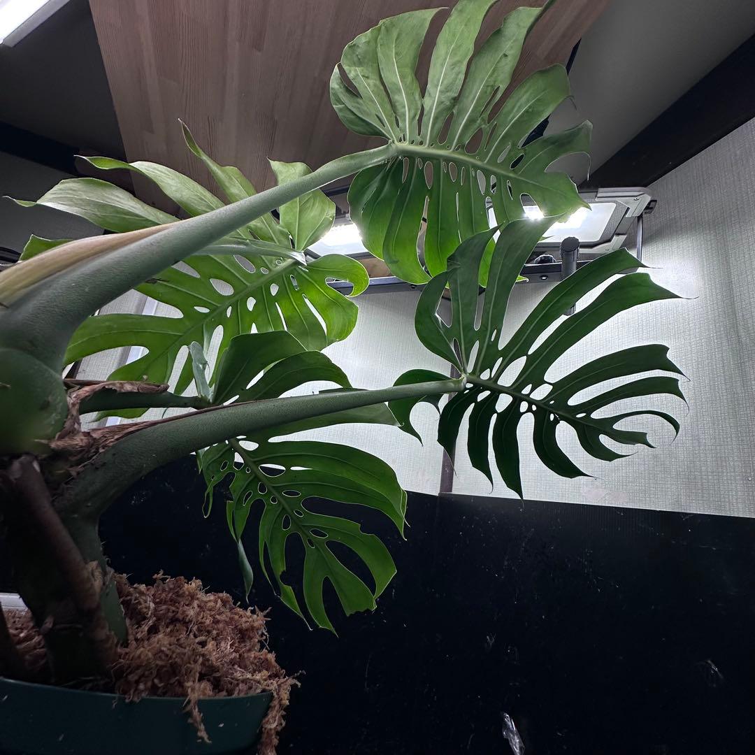 n*l様 モンステラデリシオーサマクロコズム超希少系統鉢植え83㎝
