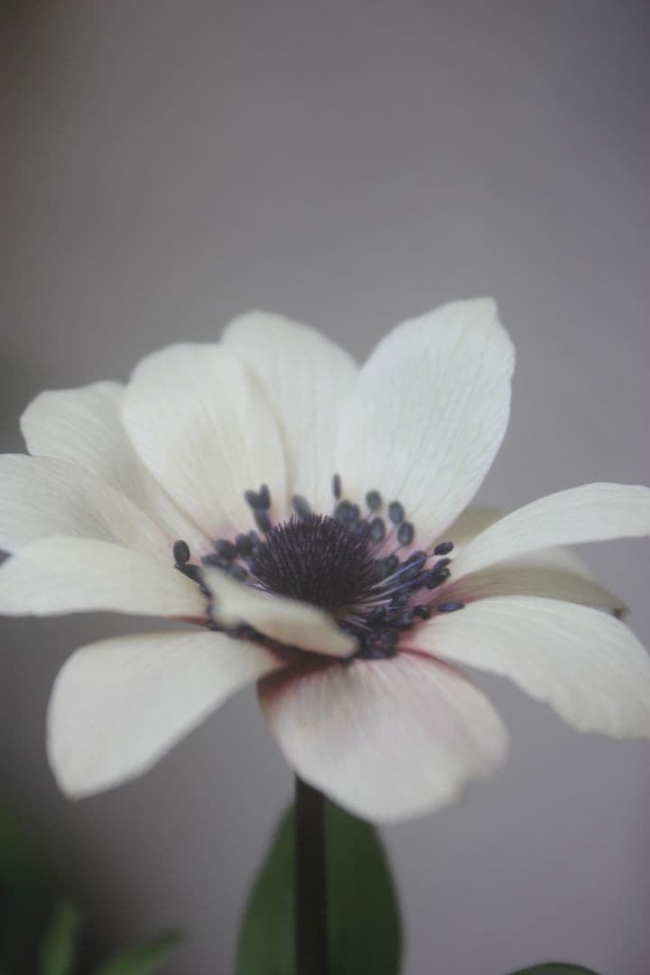 アネモネパブニナ