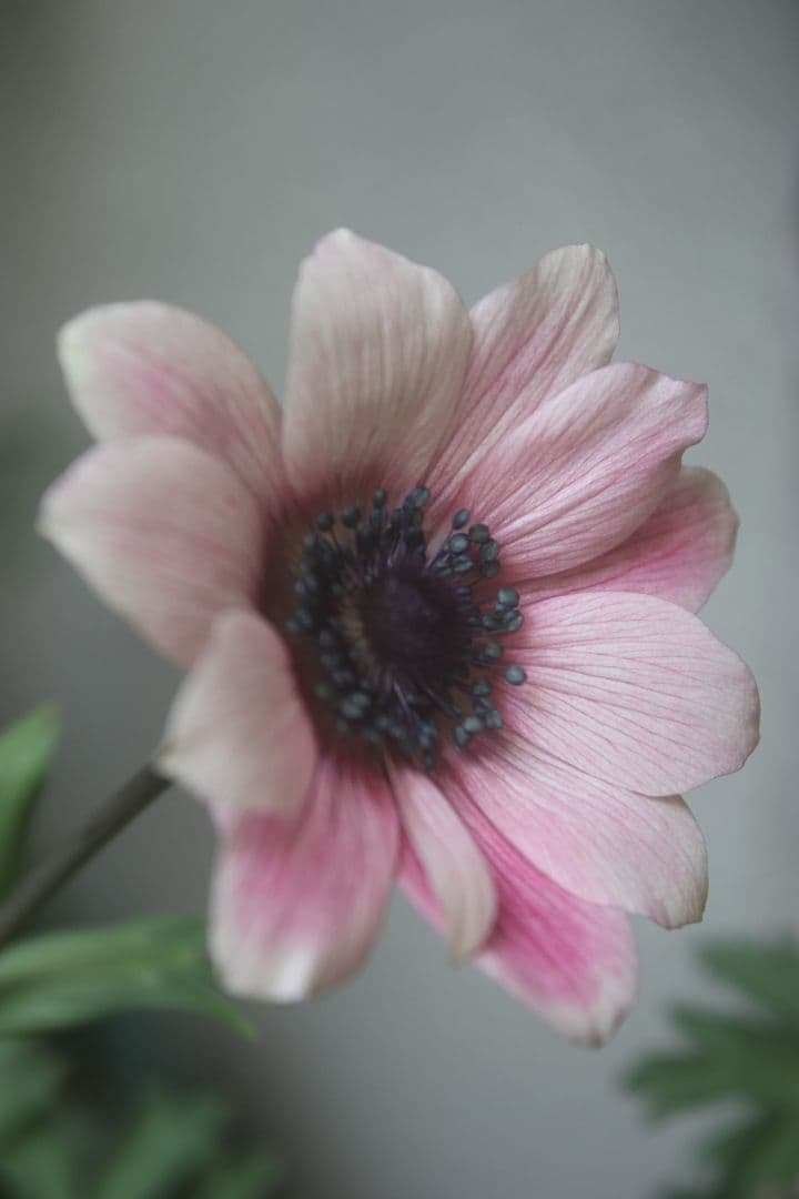 アネモネパブニナ