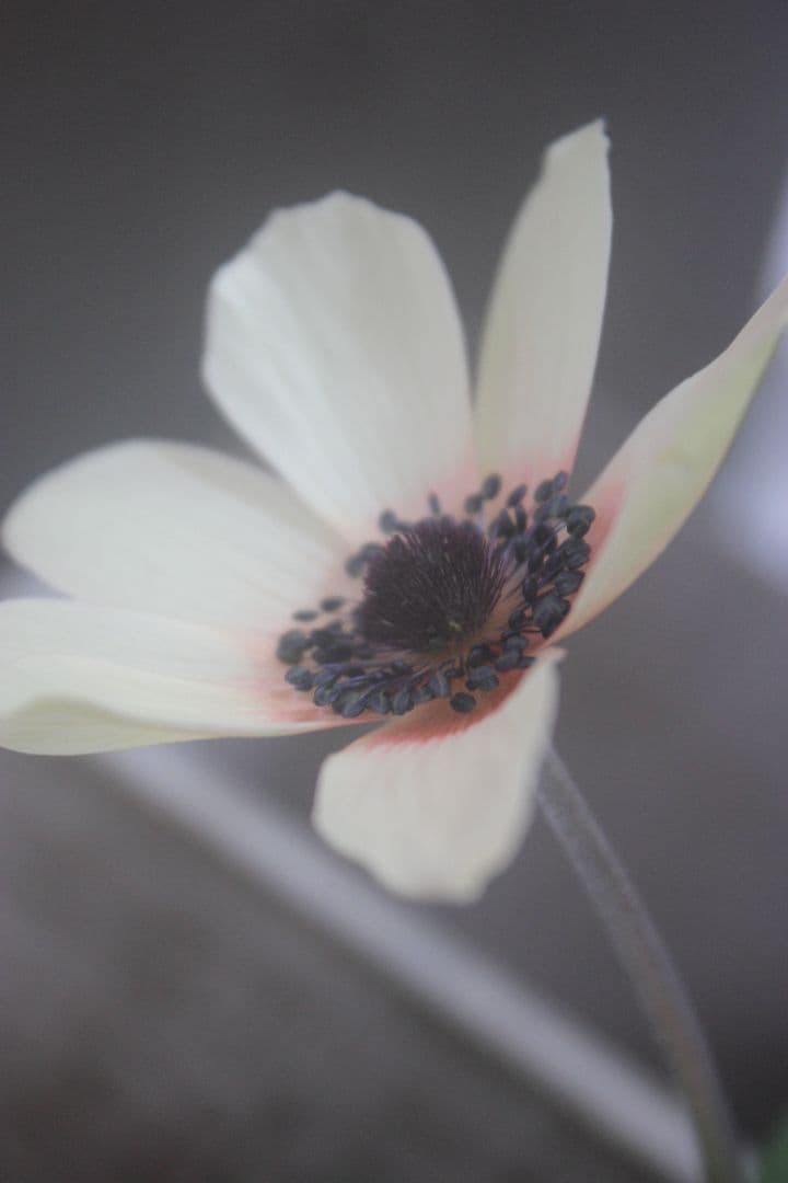 アネモネパブニナ