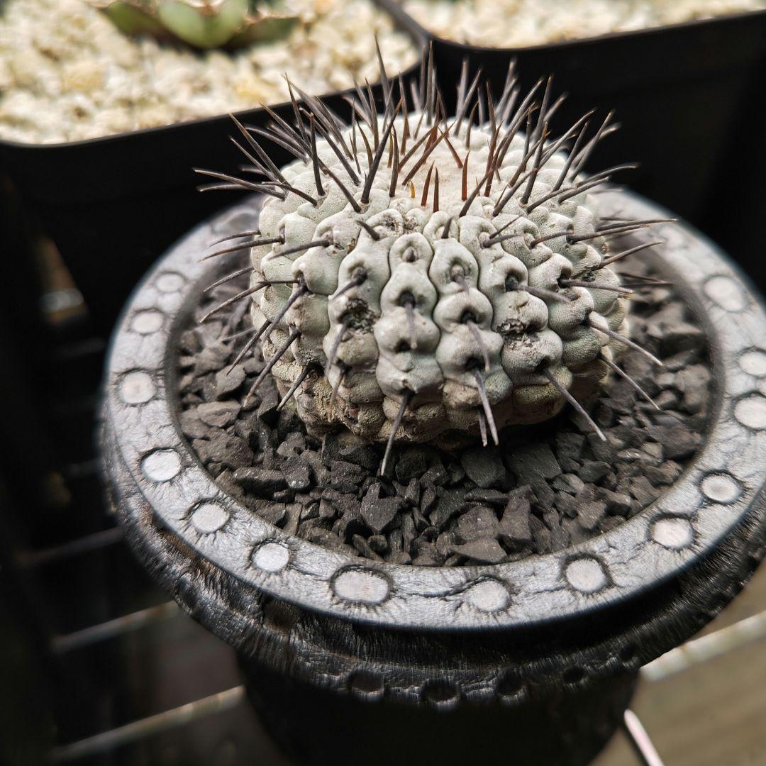 サボテン　コピアポア　コルムナアルバ　弧竜丸