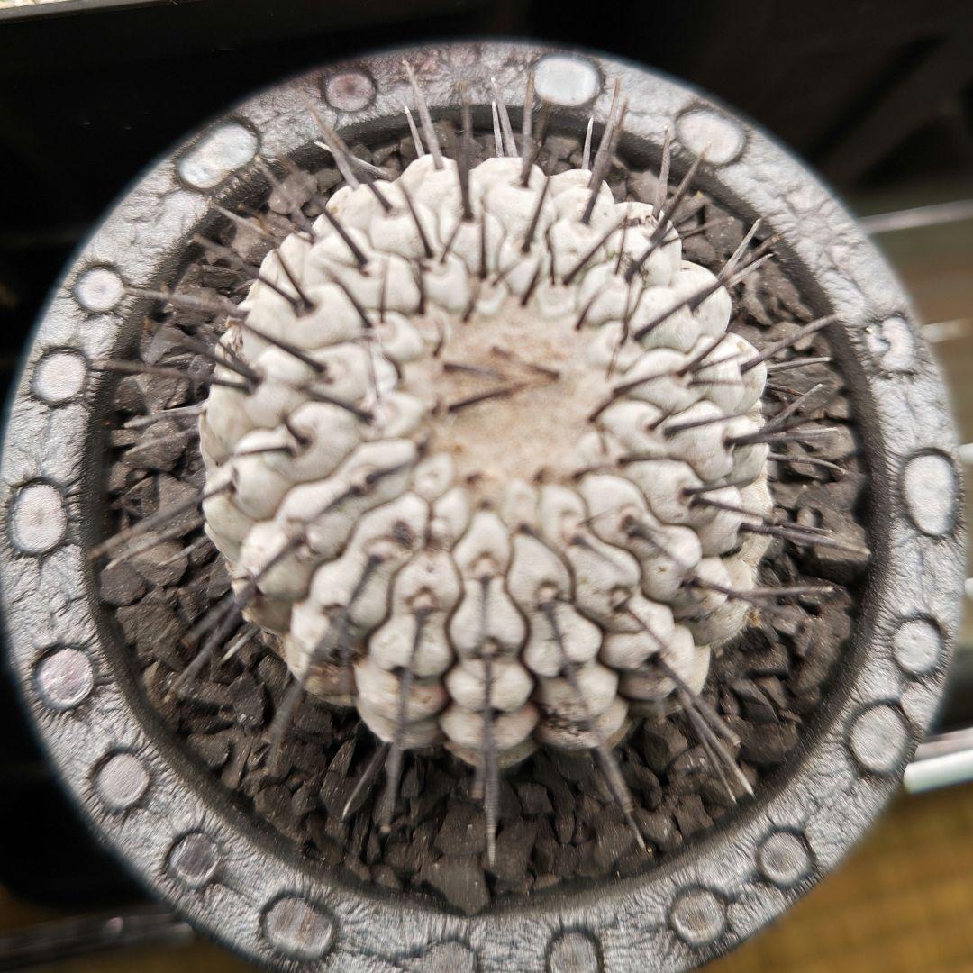 サボテン　コピアポア　コルムナアルバ　弧竜丸