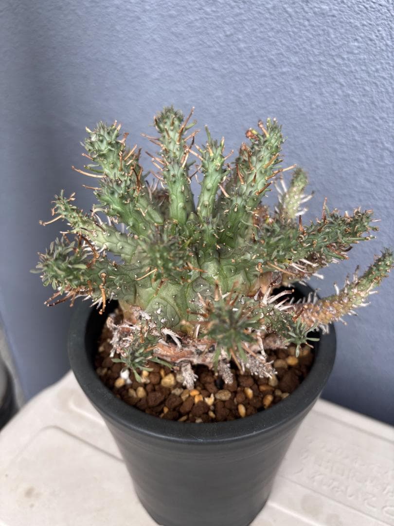 送料無料 発根済み 現地球 超希少種 ユーフォルビア クラシぺス 倶梨伽羅玉